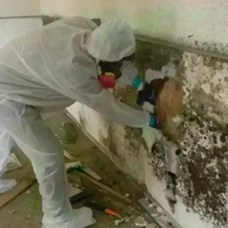 Mold Remediation and Removal in North Fork Village, OH